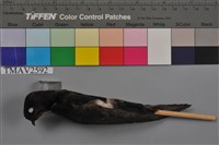 藏品(小雨燕)的圖片